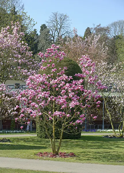 558143 - Magnolia (Magnolia Galaxy)