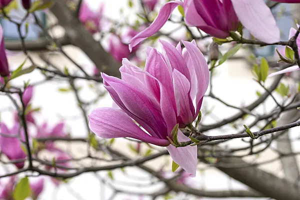 616424 - Magnolia (Magnolia Galaxy)