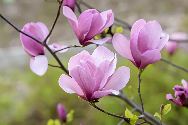625254 - Magnolia (Magnolia Galaxy)