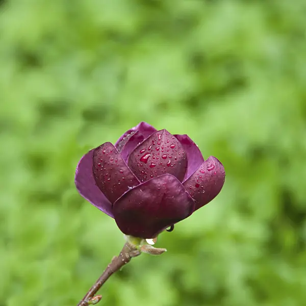 517196 - Magnolia (Magnolia Genie)