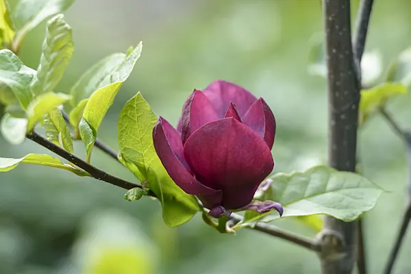535290 - Magnolia (Magnolia Genie)