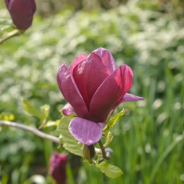 558144 - Magnolia (Magnolia Genie)