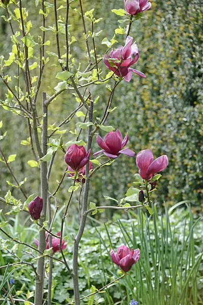 558145 - Magnolia (Magnolia Genie)
