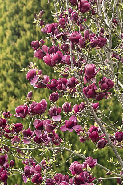 651378 - Magnolia (Magnolia Genie)