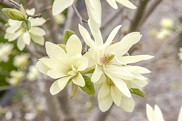 625255 - Magnolia (Magnolia Gold Star)