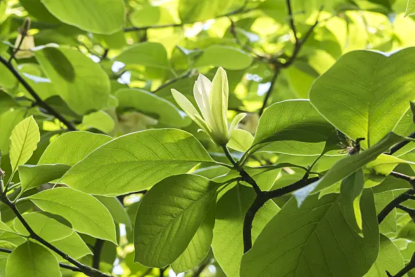 638159 - Magnolia (Magnolia Solar Flair)
