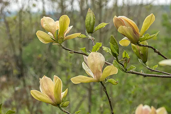 675187 - Magnolia (Magnolia Sunsation)
