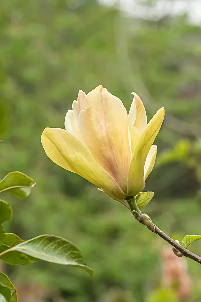 675188 - Magnolia (Magnolia Sunsation)