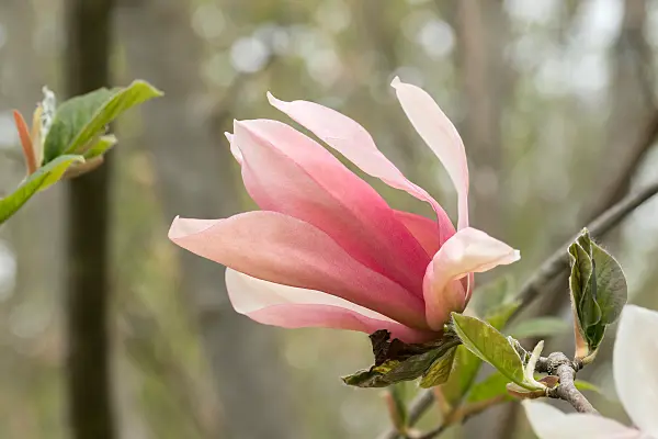 675191 - Magnolia (Magnolia Sunset Swirl)