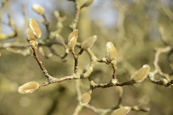 529226 - Magnolia (Magnolia) with buds
