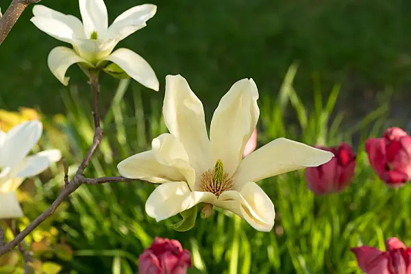 675181 - Magnolia (Magnolia x brooklynensis 'Elizabeth')