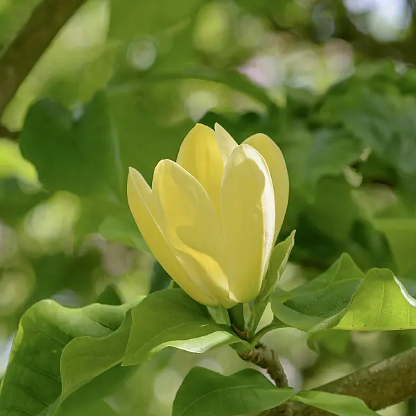 547176 - Magnolia (Magnolia x brooklynensis 'Yellow Bird')