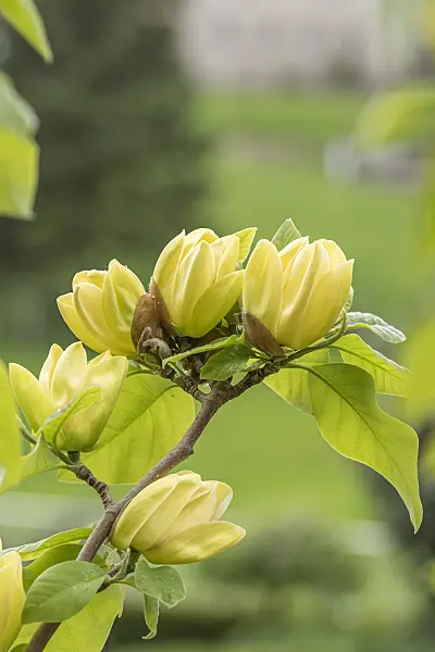 625261 - Magnolia (Magnolia x brooklynensis 'Yellow Bird')