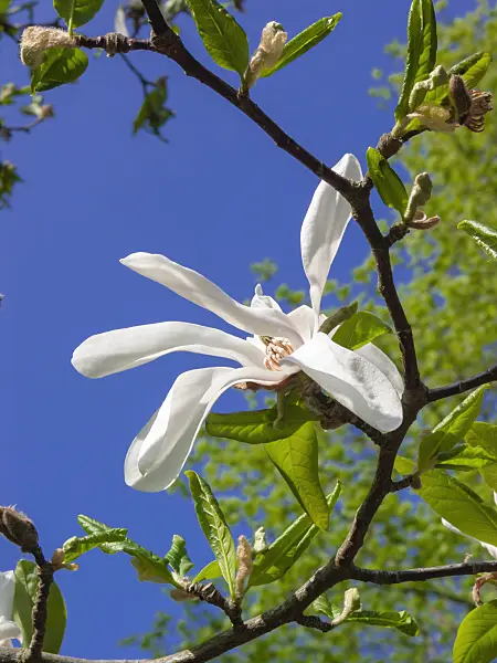 400144 - Magnolia (Magnolia x loebneri)