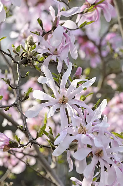 519135 - Magnolia (Magnolia x loebneri 'Leonard Messel')