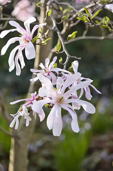 519136 - Magnolia (Magnolia x loebneri 'Leonard Messel')