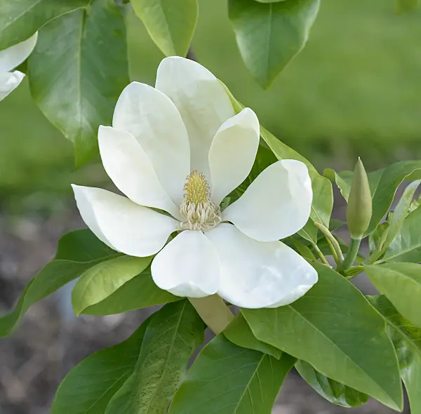 558163 - Magnolia (Magnolia x thompsoniana)