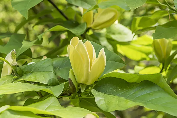 625256 - Magnolia (Magnolia Yellow Lantern)