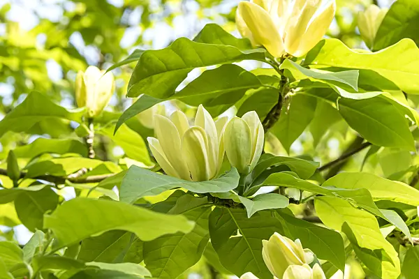 638161 - Magnolia (Magnolia Yellow Lantern)