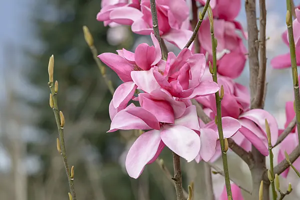 558135 - Magnolie (Magnolia Aurora)