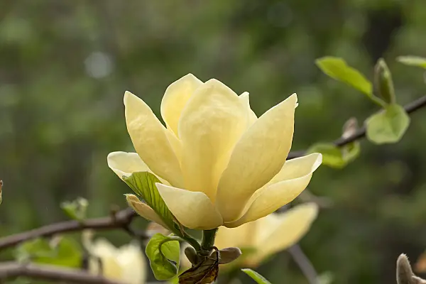 675182 - Magnolie (Magnolia Lois)