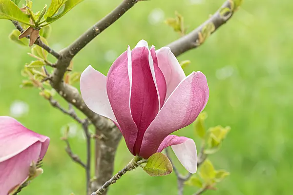 675183 - Magnolie (Magnolia March Till Frost)