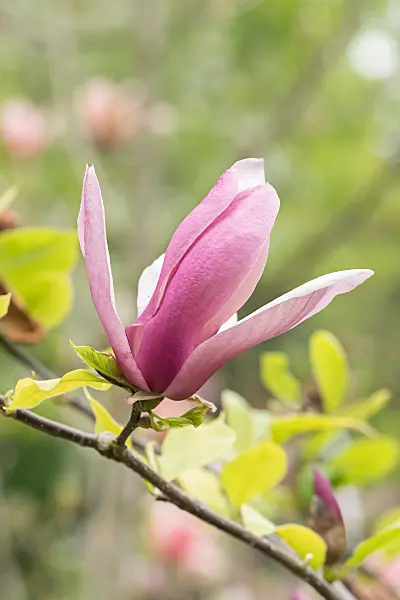675184 - Magnolie (Magnolia Old Port)