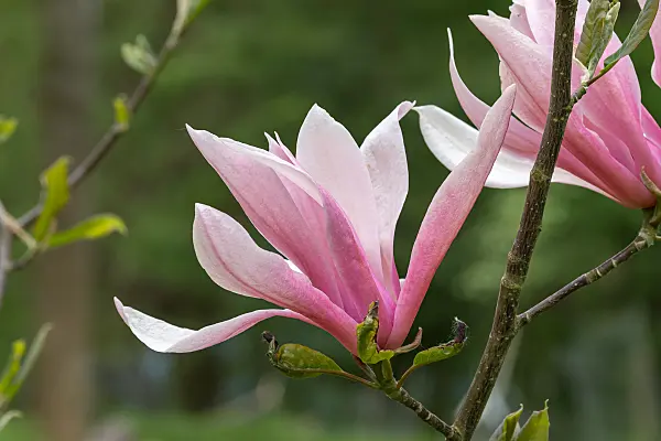 675185 - Magnolie (Magnolia Spectrum)