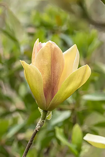 675186 - Magnolie (Magnolia Sunsation)