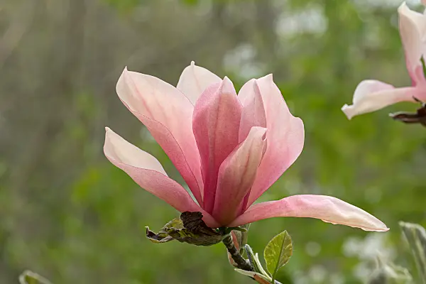 675189 - Magnolie (Magnolia Sunset Swirl)