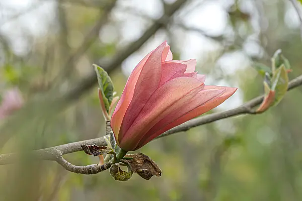 675190 - Magnolie (Magnolia Sunset Swirl)