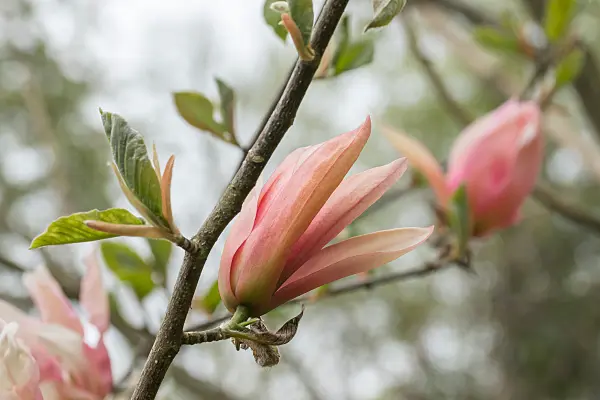 675192 - Magnolie (Magnolia Sunset Swirl)