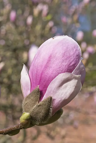 555103 - Magnolier de Chine (Magnolia x soulangiana)