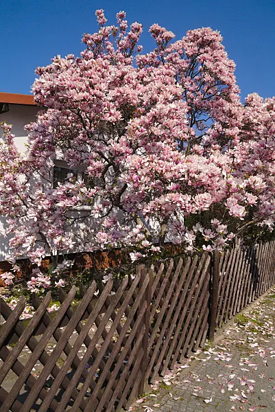 672031 - Magnolier de Chine (Magnolia x soulangiana)