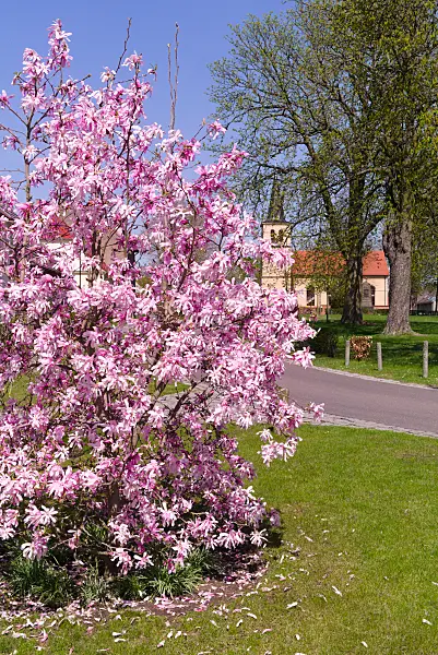 672061 - Magnolier étoilé (Magnolia stellata 'Rosea')