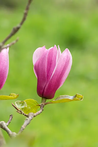 675180 - Magnolier (Magnolia Amethyst Flame)