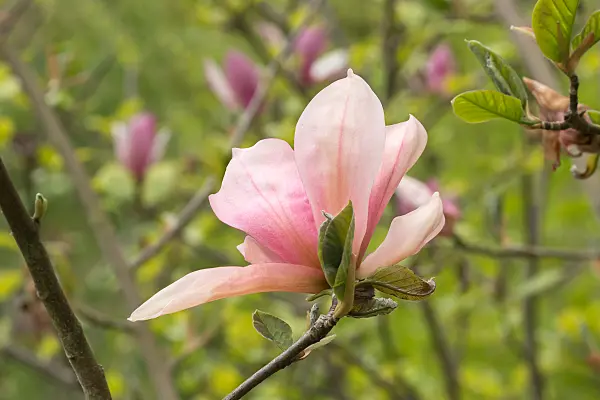 675193 - Magnolier (Magnolia Sunset Swirl)