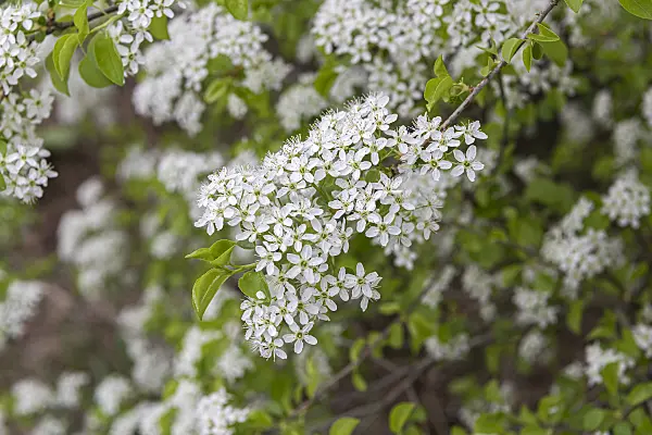 651449 - Mahaleb cherry (Prunus mahaleb)
