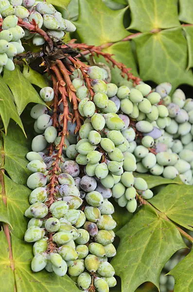 508159 - Mahonia bealei