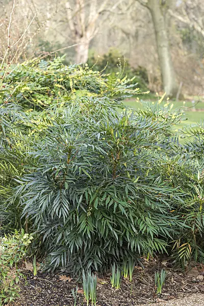 625265 - Mahonia eurybracteata 'Sweet Winter' syn. Mahonia confusa