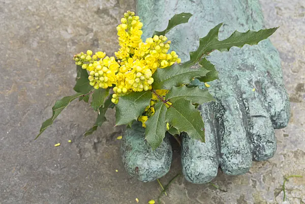 610003 - Mahonia with foot of a sculpture