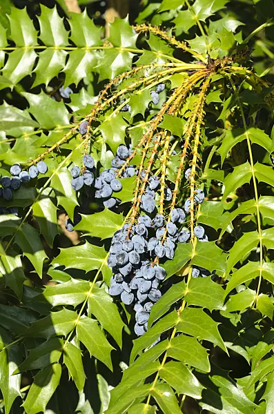 533238 - Mahonia x media