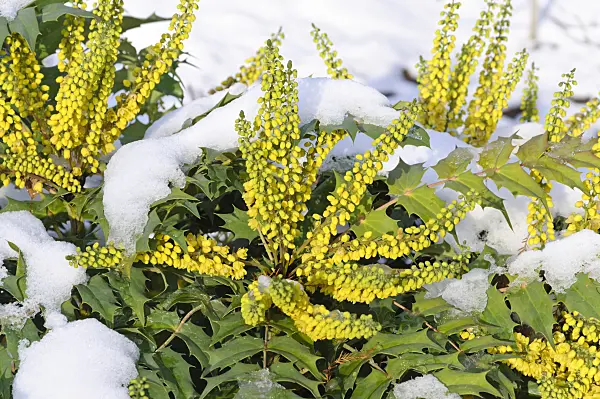 466100 - Mahonia x media 'Charity'