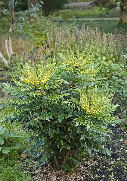 490091 - Mahonia x media 'Winter Sun'