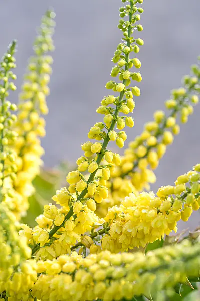 664251 - Mahonia x media 'Winter Sun'