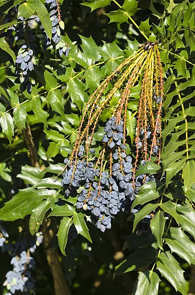 533237 - Mahonie (Mahonia x media)