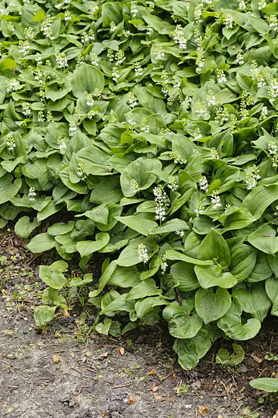 484261 - Maïanthème du Canada (Maianthemum canadense)