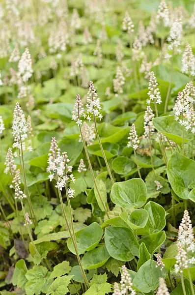 556007 - Maïanthème du Canada (Maianthemum canadense)