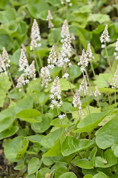 556008 - Maïanthème du Canada (Maianthemum canadense)