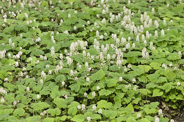 556009 - Maïanthème du Canada (Maianthemum canadense)